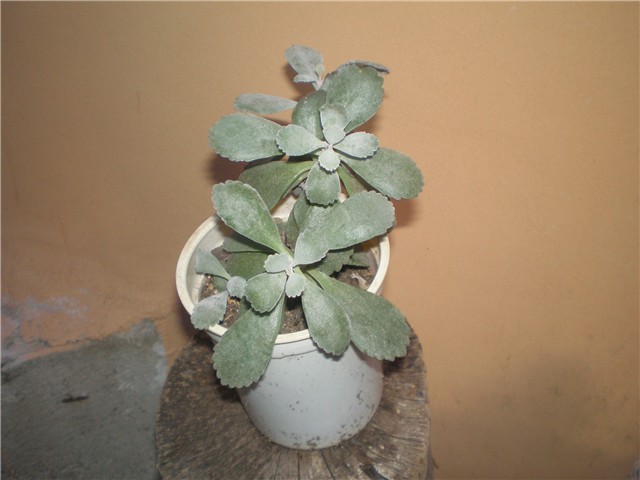 Kalanchoe pumila